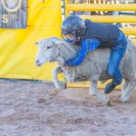 Mutton Busting Contest - Child Riding Lamb or Sheep
