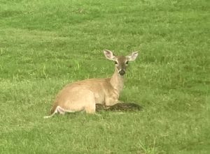 Landa Park Golf Course - Baby Deer