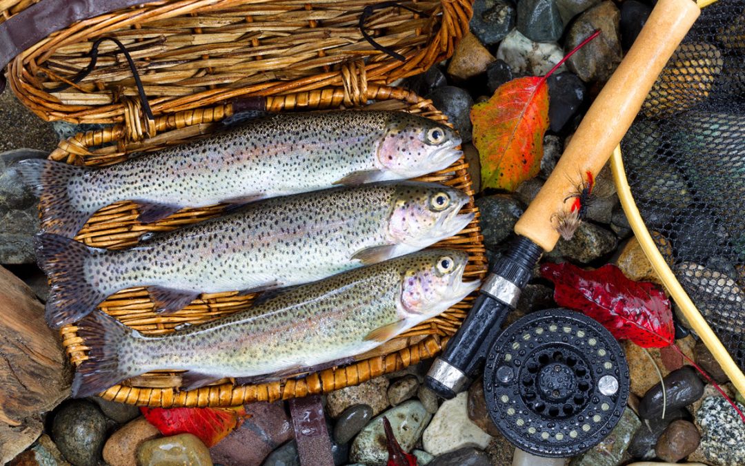 Free Trout Fishing Access at Camp Huaco Springs: Dec 6th to March 3rd, 2025