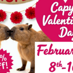 Capy Valentines at the AWSF Zoo from Feb 8th to 16th, 2025